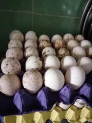 بسم الله متوفر بالصلاه على النبي بيض حبش هولندي جامبو مخصب مكفول والي مش مخصبه الك بدالها متوفر  3 ا