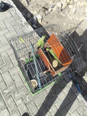 ببغاء الدره   البصره  ابو الخصيب.
