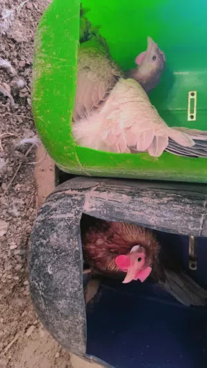 متاح دجاجتين كافات