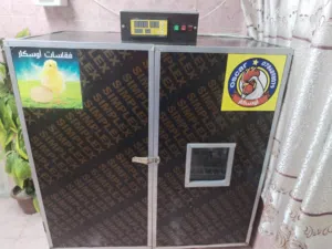 فقاسه اوسكار