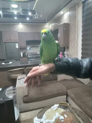 ببغاء يلوكراون