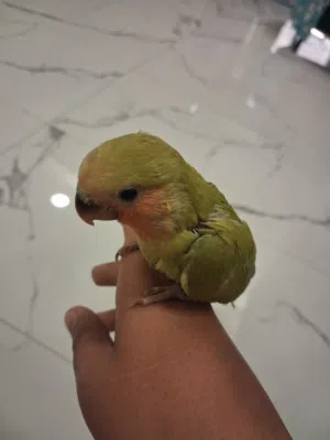 للبيع طير روز