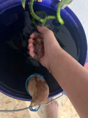 سمك زينة جولد فيش حجم وسط ذكر ممتاز للإنتاج و للزينة