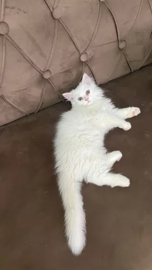 قطط شيرازيه صغار