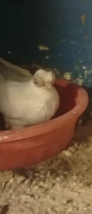 زوجين جعافر بيض مع الانتاج
