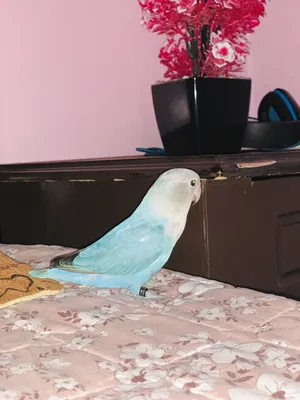 ‏ببغاء‏0