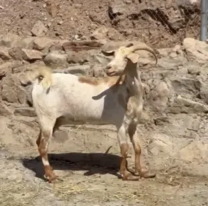 عنز تهجين صلالي عماني حجم وافر