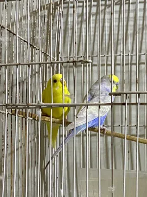 زوج طيور حب فحل رينبو ونثيه هولندية عين حمر سعر 25 وي قفص