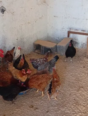 دجاج دحي حاجه مشاء الله تبارك الرحمن خالي من جميع الامراض