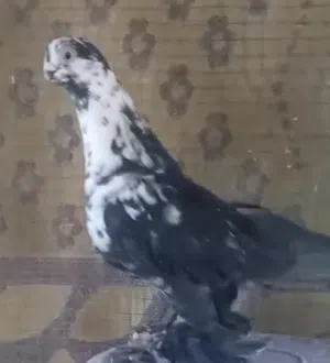 سكسفوني الماني.