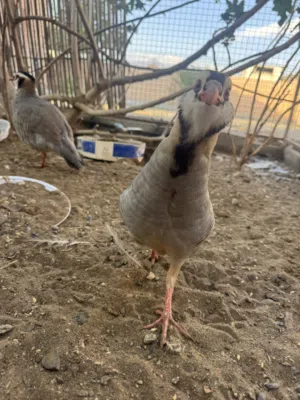 زوج حجل عماني تفقيس طبيعي