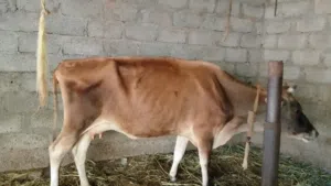بيع بقرة جرسية