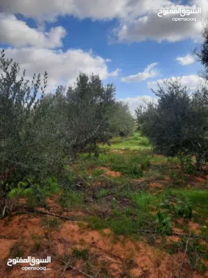 Farm Land for Sale in Tripoli Tajura