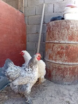 للبيع دجا للبيع