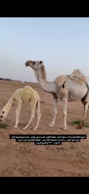 Camel two years