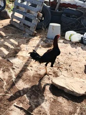 ديوك باكستاني والماني