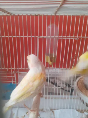 زوز انتيات كناري واتيات واتيات