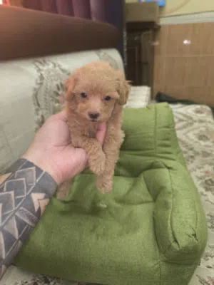 toy poodle