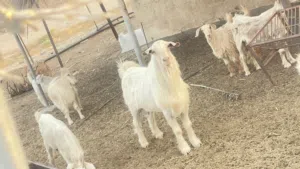 تيس هديد للبيع
