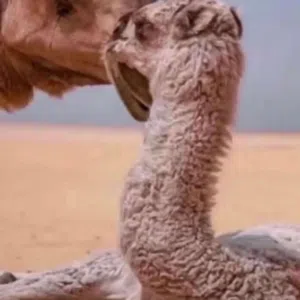 بو راشد 