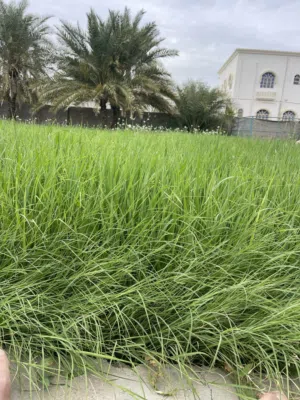 مطلوب مكتب للإيجار في نزوى منطقة فرق