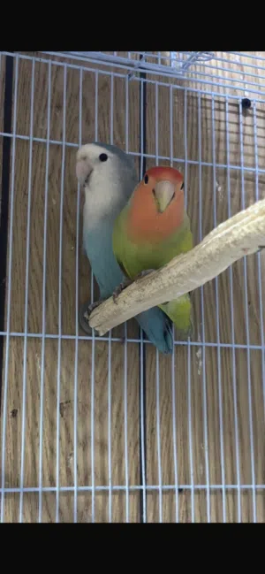 جوز عصافير روز منتجين 4 بيضات