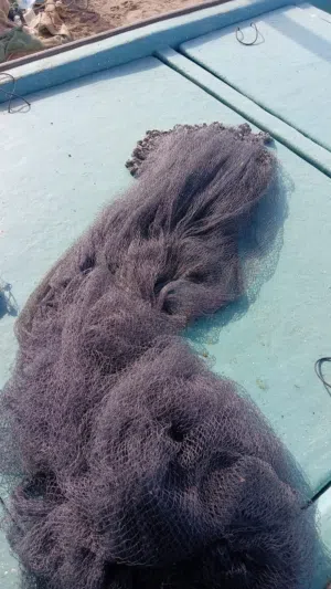 شبكة رماية