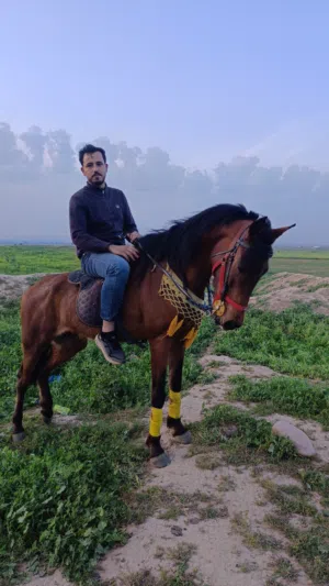 احمد فتحي رشيد 