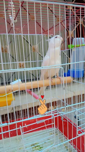 ببغاء كوكتيل نوع اللبينو عيون حمره محجل حجم جامبو بسعر حرق