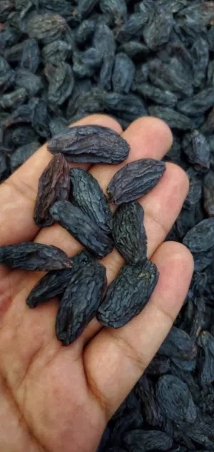 Premium Iranian Seedless Raisins زبيب إيراني فاخر