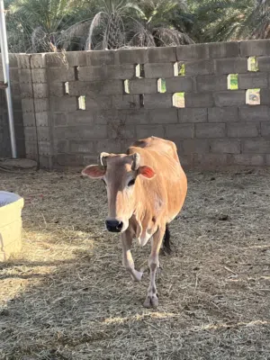 بقرة محلية لحم عاقر
