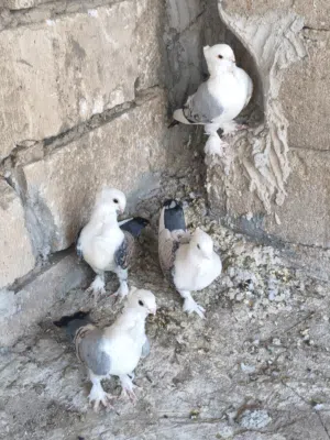 متاح زوجين
