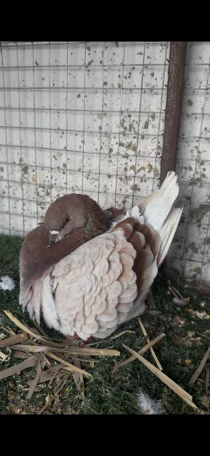 ازواج مدينة امريكي