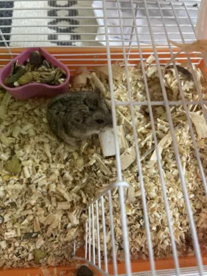 هامستر صغير Young hamster