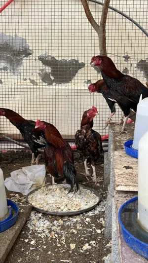 ديك للبيع باكستاني