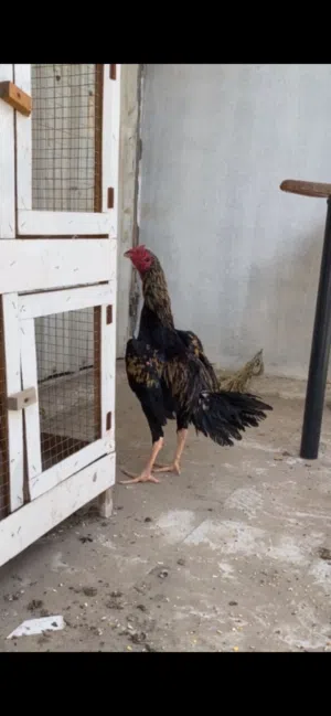 للبيع ديج تايلندي