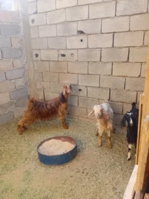 معزات للبيع