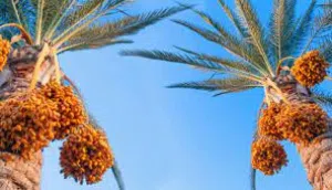 Farm Land for Sale in Salt Al Balqa'