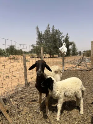 نعجة اول جمع تحتها فطيمة للبيع