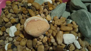 أحجار رخامية للحديقة والزينة PEBBLE GARDEN STONE