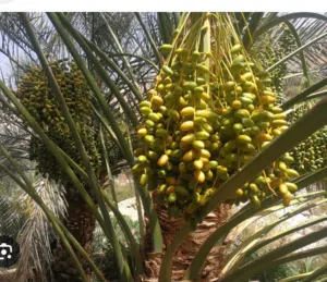 اشتال نخيل درجة اولي