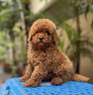 Toy poodle
