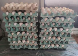 Eggs for sale
