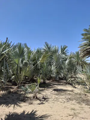 Bismarkia palm trees for Sale