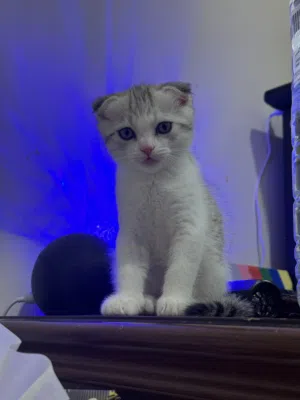 Male Kitten Mix of Turkish Angora and Scottish Fold (price is negotiable)