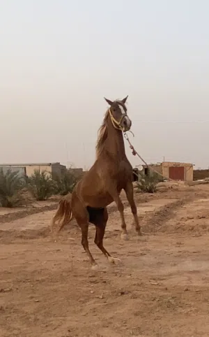 فرس ربي يبارك للبيع