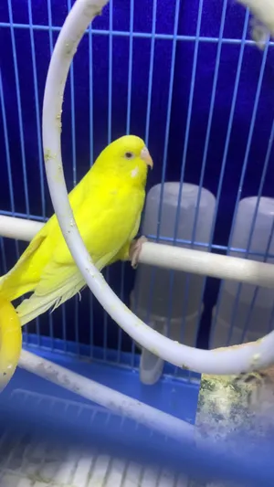 Birds0