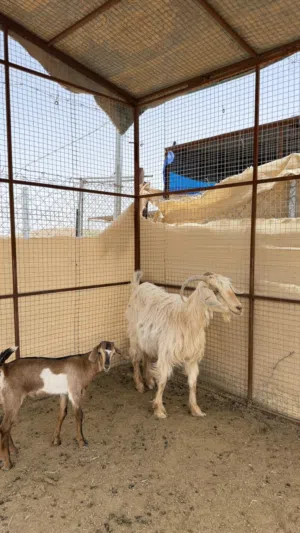 شاه من حلال الجواميد تحتها تيس طيب   مطعومات طعام دار للتربية طيبه   حلال نظيف