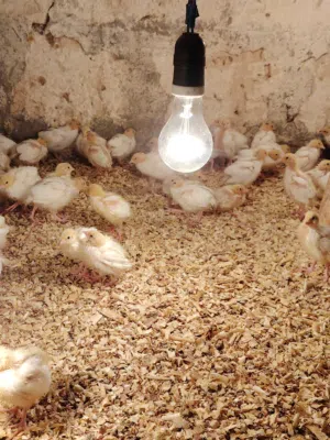 كتكوت سمان جامبوا  العدد 80طرف