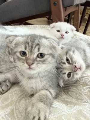 Scottish fold kittens